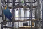 【動画】留守番中のインコ「家に強盗が来た…せや、警報みたいな鳴き声したろ！」 → 衝撃の展開にｗｗｗｗｗｗ