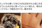 【炎上】飼い主「まつ毛切らないで犬のトリミングお願いします！」→トリマー「やべっ！間違えて、まつ毛切っちゃった！せや！接着剤でくっつけたろ！」