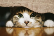 義妹が2年飼ってた猫を結婚するから保健所に持ってったと笑顔で報告してきた