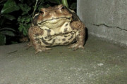 【直画像】玄関にとんでもないデカさのカエルおったｗｗｗｗｗｗｗｗ
