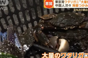 東京湾で日本の貴重な海産物ワタリガニを大量密漁・中国人が次々と無断で捕獲！