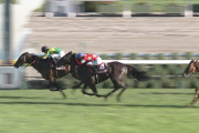 【競馬/京都大賞典】サトノダイヤモンドの最後の直線、なんで川田はあんなにムチ持ち替えまくってたかわかる人いますか？