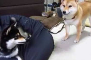 【柴犬動画】クッション大好き