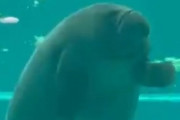 【動画】自分のウンチを食べたアザラシさん、秒で逝くｗｗｗ