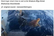 【これマジ？】サメに襲われ助けを求めるウミガメを救出した男性がヤバい・・・