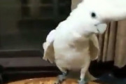 【朗報】インコさん、動物界最強の陽キャだった