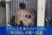 【速報】フランスが中国にパンダを返還　何か始まる