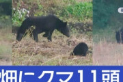 岩手県終了へ・・・クマ🐻が一気に11頭出没！！