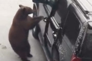 停めてあった車のドアを開けて車内に乗り込む熊。男性が熊を外に追い払うため命懸けでドアを開けに行く