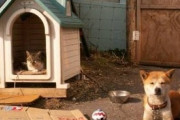 【ねこ画像】犬小屋を乗っ取った猫さん達…全犬が泣いていますwww