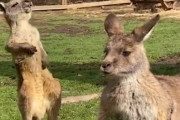 「カイカイカイ〜〜♪」気持ち良さそうにお腹をさする子供のカンガルーが可愛い！