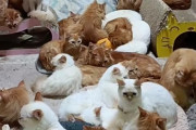 【画像】150匹の猫を飼ってる家、ヤバすぎるｗｗｗｗｗｗｗｗ