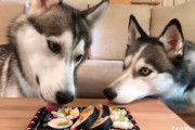 シベリアン・ハスキーズが日本食の「海苔巻き」に挑戦！2匹とも気に入ってくれるかな？！