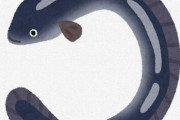 このサイズの鰻は飼ったほうがええよな？（画像あり）