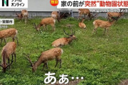 【北海道】窓を開けたらシカだらけ！庭で13頭のシカが草をモグモグ