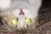 【衝撃映像】猫さん、目を光らせ天地逆さに急接近「謎の恐怖」「エクソシスト」