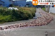 【画像】トラック運転手、路上に大量の鮭をばら撒いてしまうｗｗｗｗｗｗｗｗｗｗｗ
