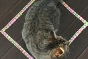 【ねこ画像】四角いねこサークル、二匹のふかふかハチワレ、ひなたぼっこ中 ほか【再】