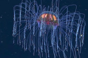 【深海】海底探査ロボットが撮影した奇妙で美しいクラゲの映像。