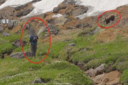 【北海道】登山客、わざわざクマに近づきスプレー噴射や記念撮影
