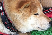 【画像】うちの柴犬と早朝散歩…休憩してると「オヤツください」のちょいちょいしてくるwww