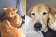 いつまでも変わらぬ友情！ゴールデンレトリバーとネコの仲良しな姿に癒やされます♪