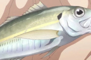 【画像】釣りしに来たらアジが釣れた