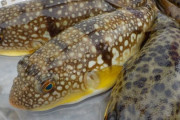 釣ったフグを丸ごと煮付けて食べた男性、テトロドトキシン中毒に