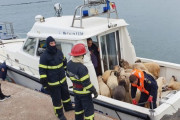 【悲報】ヒツジさん14600頭を乗せた船が転覆、32頭だけ生還
