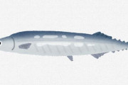 【悲報】あ…秋刀魚の漁獲量 ことしも低水準の見通し 国の研究機関が公表