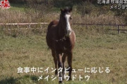 エフフォーリア君、インタビューに答えるｗｗｗｗｗ