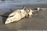 【悲報】ホホジロザメの生息数が減少　シャチが肝臓目当てで食うため