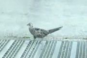 【トリ】栃木の道のド真ん中で困っていた♀キジ（国鳥）を助けてあげたGJ動画。