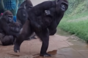 【悲報】 ゴリラさん、雨が苦手だった