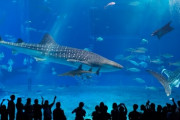 知名度日本一の水族館→美ら海水族館　知名度2位は？