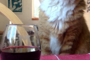 【どうぶつ画像】グラスとねこ、箱座りハチワレさん ほか【再】