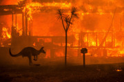 山火事が止まらないオーストラリア。カンガルーの死体がそこら中に・・・