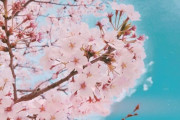 【音楽】春に聴きたい「桜ソング」ランキング！3位 さくら（ケツメイシ）、2位 桜坂（福山雅治）、1位に選ばれたのは…