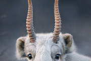 【サイガ】絶滅の危機に瀕している珍獣、お前らが思ってる三倍は珍獣