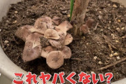 【悲報】ヒカキン、観葉植物を放置して家でキノコを生やしてしまうwww