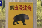【北海道】ヒグマの目撃がドングリ不作で去年の3.5倍に