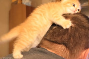 憂鬱な気分も吹き飛ばす！頭の上から一生懸命に人を慰める子猫に癒やされて下さい