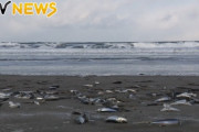 北海道の海岸でイワシが大量に打ち上がる