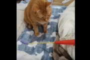 【動画】猫さん、猫じゃらしは人間が動かしてると気づいてしまう