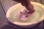 【ねこ動画】寒い日にぬるめのお湯で初体験させると風呂好きになる