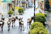 【画像】外出自粛中の奈良県、鹿に支配されるｗｗｗｗｗｗｗｗ