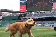 メジャーでバットを回収する犬「バットドッグ」のブルース君がデビュー