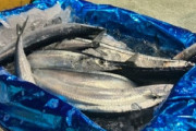 【生活】サンマが記録的不漁、1匹16,800円