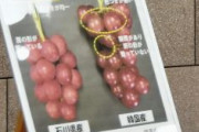 韓国で「ルビーロマン称するブドウ」23店舗が無断販売…国内で“別品種”オンライン販売の業者にも警告　石川県知事「法的措置も辞さない」