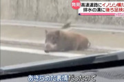 【画像】高速道路で足が挟まったイノシシさん、猟友会に射殺される